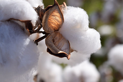 Cotton ready to be picked